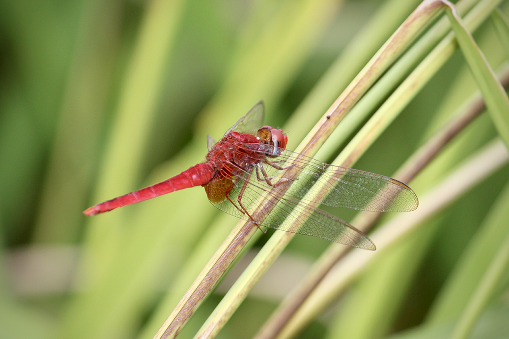Dragonfly