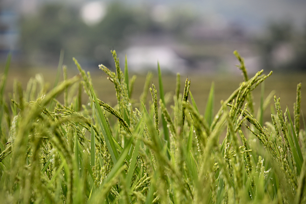 Rice fields