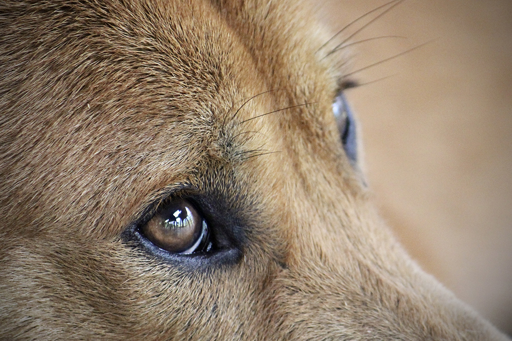Dog's eye